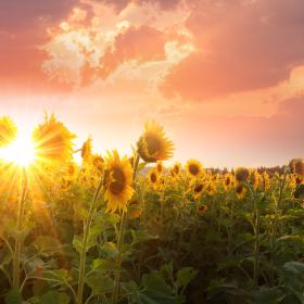 Sunflowers