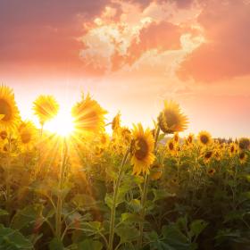 Sunflowers