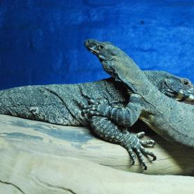 Two komodo dragons