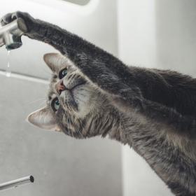 A cat playing with the faucet