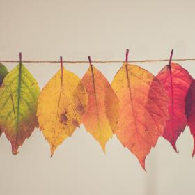 Changing Leaves