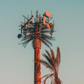 Photo of a cell tower pretending to be a palm tree.