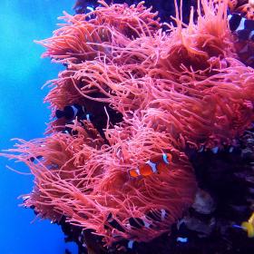 Picture of a colorful artificial reef inside an aquarium featuring clown fish and anemones.