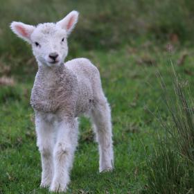 A landscape photo of a white lamb standing against a background of green grass.